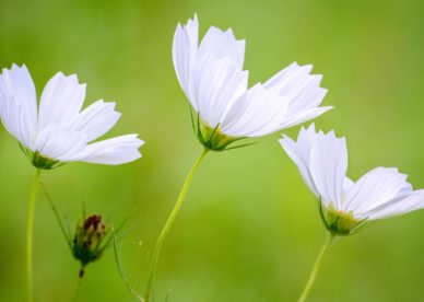 White Cosmos Beautiful Flowers HD Wallpapers Backgrounds Images